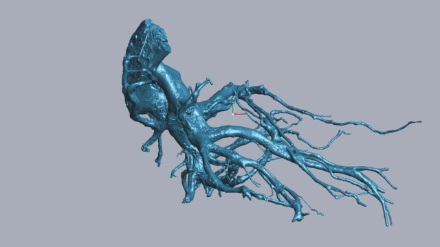 RigelScan三維激光掃描儀應(yīng)用于植物3D數(shù)據(jù)采集建模和存檔分析