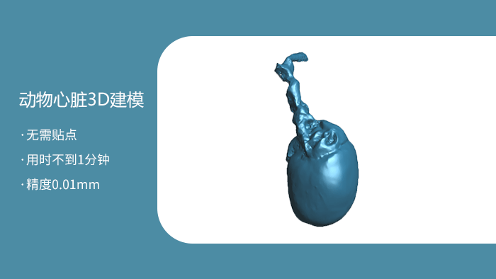 動物心臟三維掃描建模